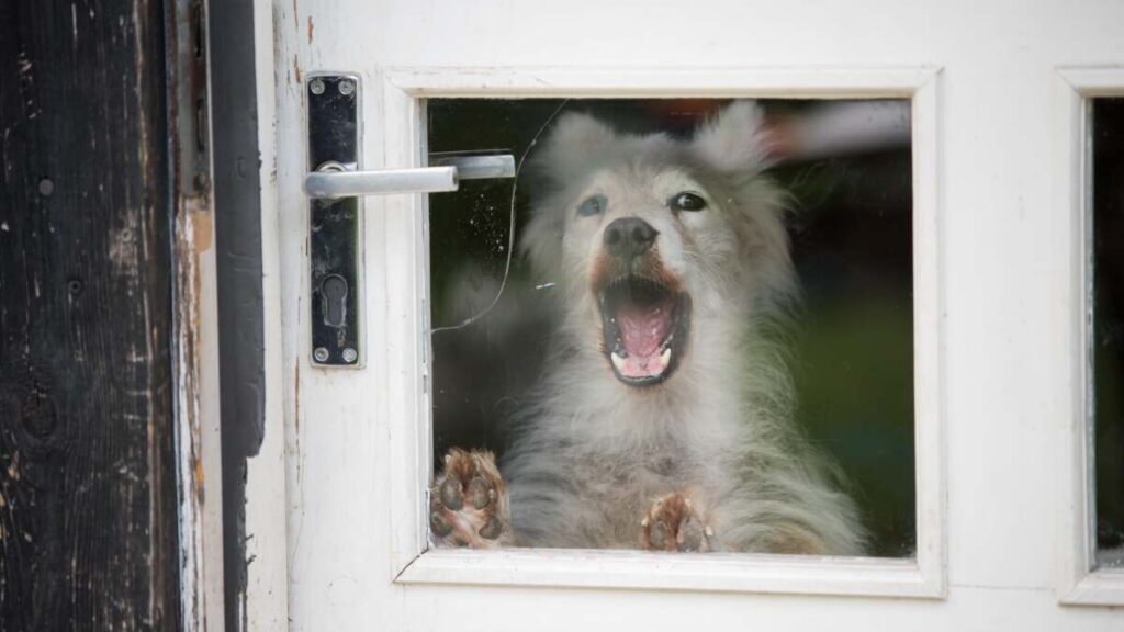 Comment faire en sorte que votre chien arrête d'aboyer chez le facteur