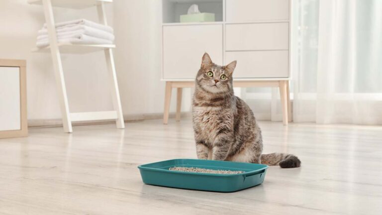 Comment Empecher Un Chat De Faire Caca Dans La Maison