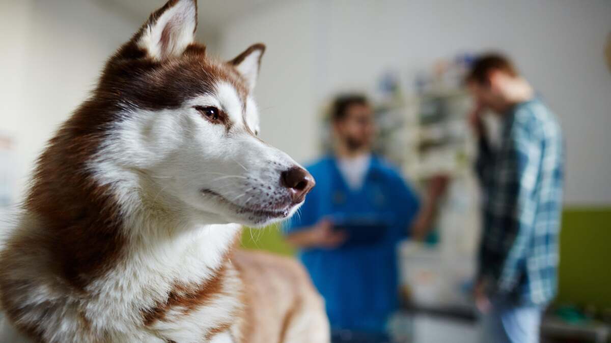 Traitez une visite chez le vétérinaire comme une visite chez le mécanicien