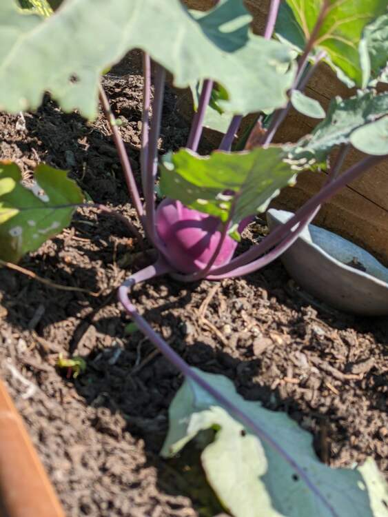 Kohlrabi dans le jardin