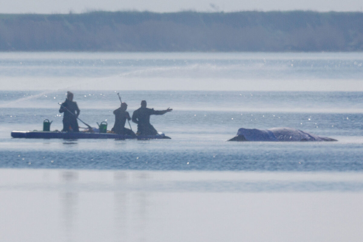 Le drame sur la baleine Timmy, le président américain Trump et le monde totalement fou d'aujourd'hui (interjection)