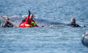 Une baleine à bosse nage dans un navire de transport – le voyage vers la mer du Nord est imminent