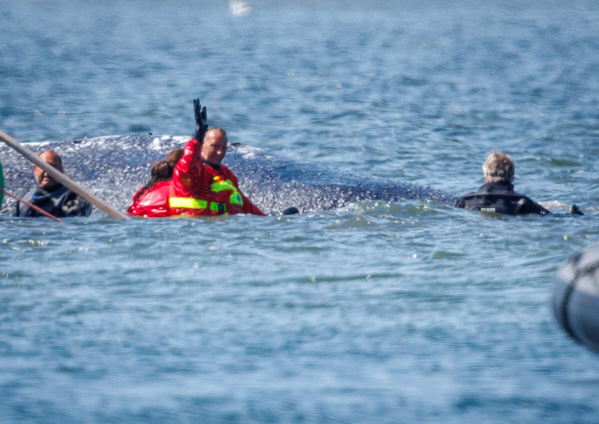 Une baleine à bosse nage dans un navire de transport - le voyage vers la mer du Nord est imminent