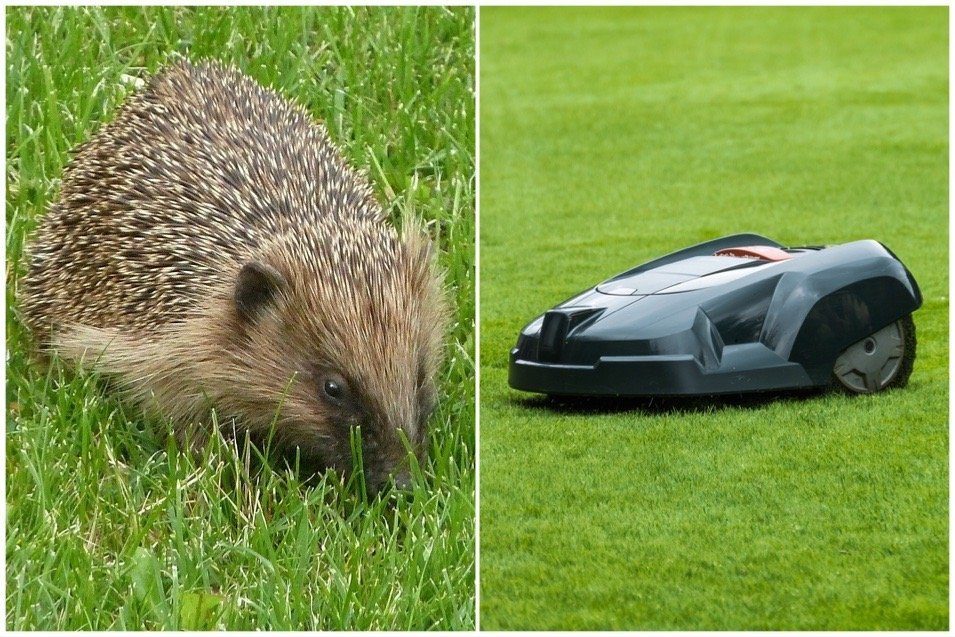 L'utilisation des robots tondeuses est désormais interdite en Région wallonne entre 18h et 20h. et 9h