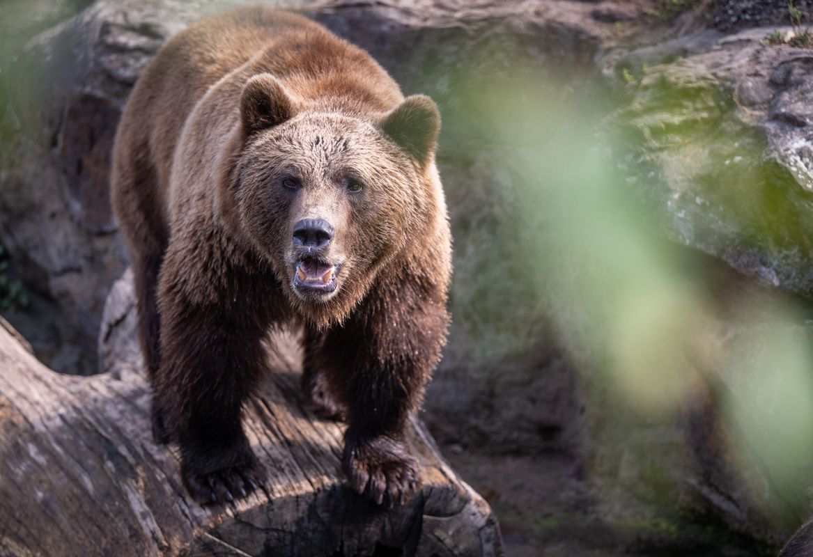 Un ours brun tue une femme de 58 ans en Pologne – son fils appelle les urgences