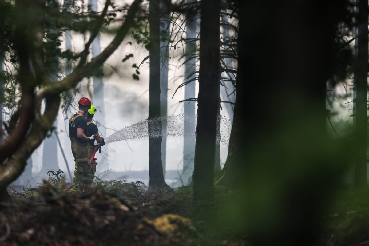 Moins de forêts de conifères, plus de forêts mixtes : pourquoi l’appel à la conversion des forêts se fait désormais plus fort