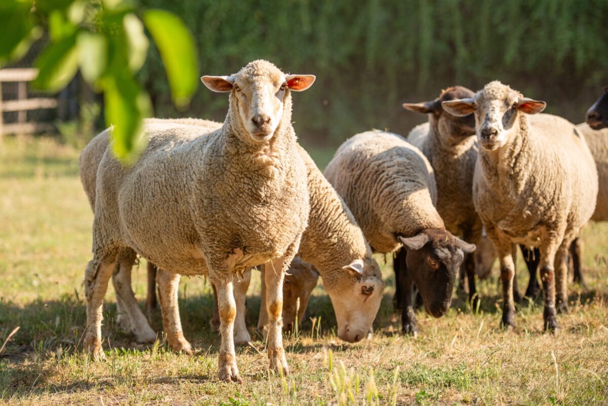 Dès vendredi, un troupeau de moutons paîtra dans l'Ostpark d'Eupen