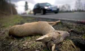 La police de l&rsquo;Eifel met en garde contre le danger d&rsquo;accidents impliquant des animaux sauvages